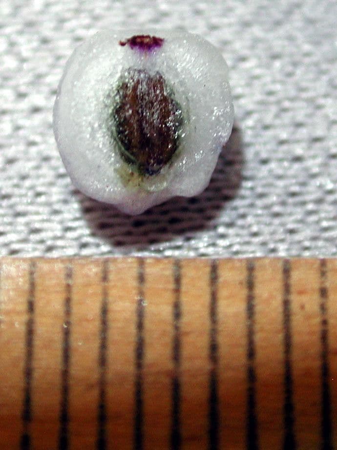 Palicourea 19