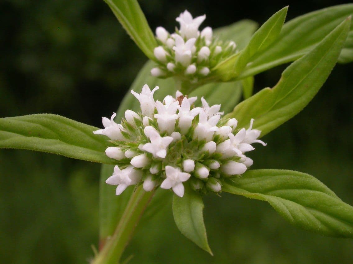 Spermacoce 5