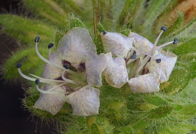 Fagelia ramosa
