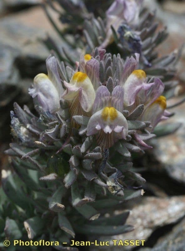 Linaria glaciale 6