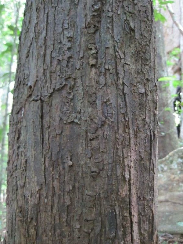Eschweilera 8