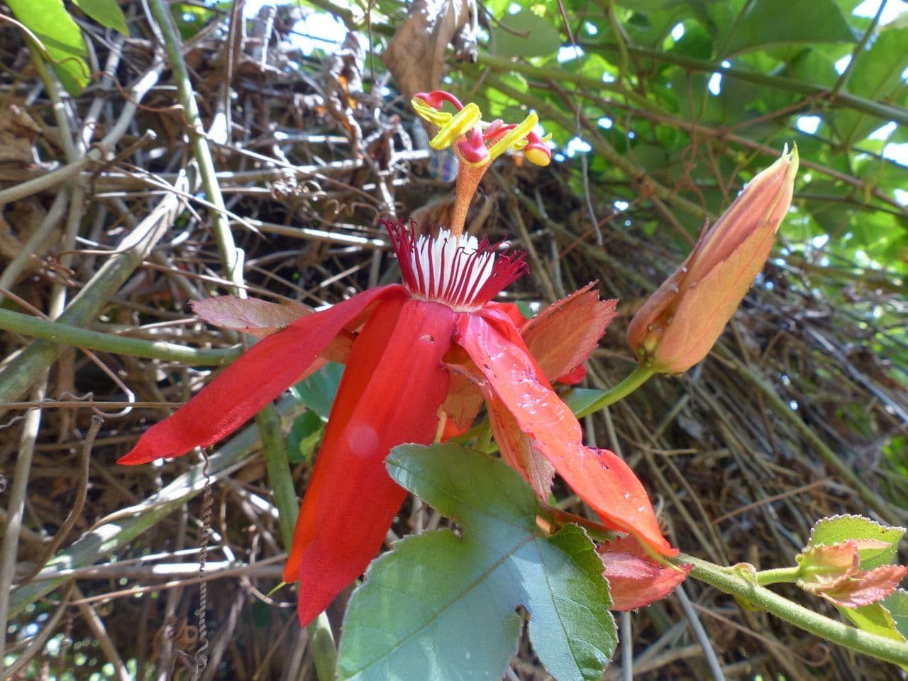 Passiflore écarlate