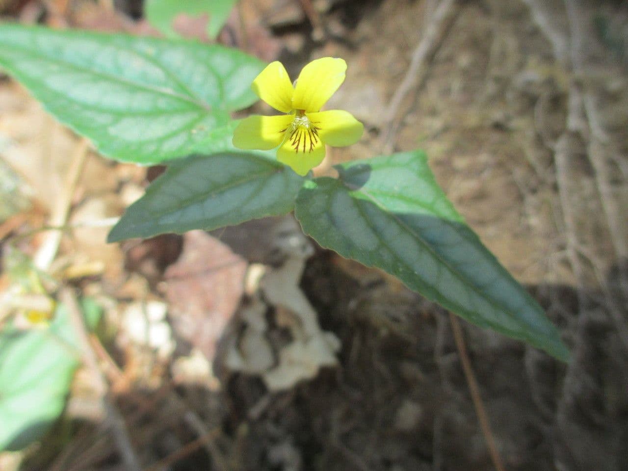 Viola hastata 9