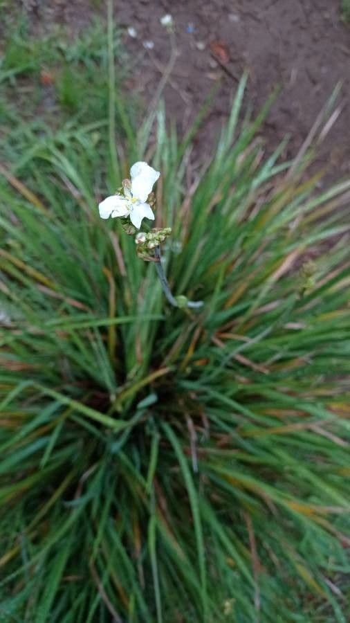 Fiore di raso del Cile 2