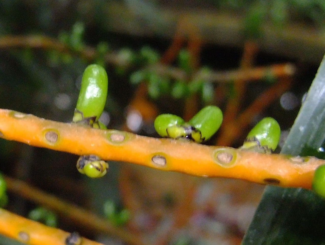 Chamaedorea oblongata 2