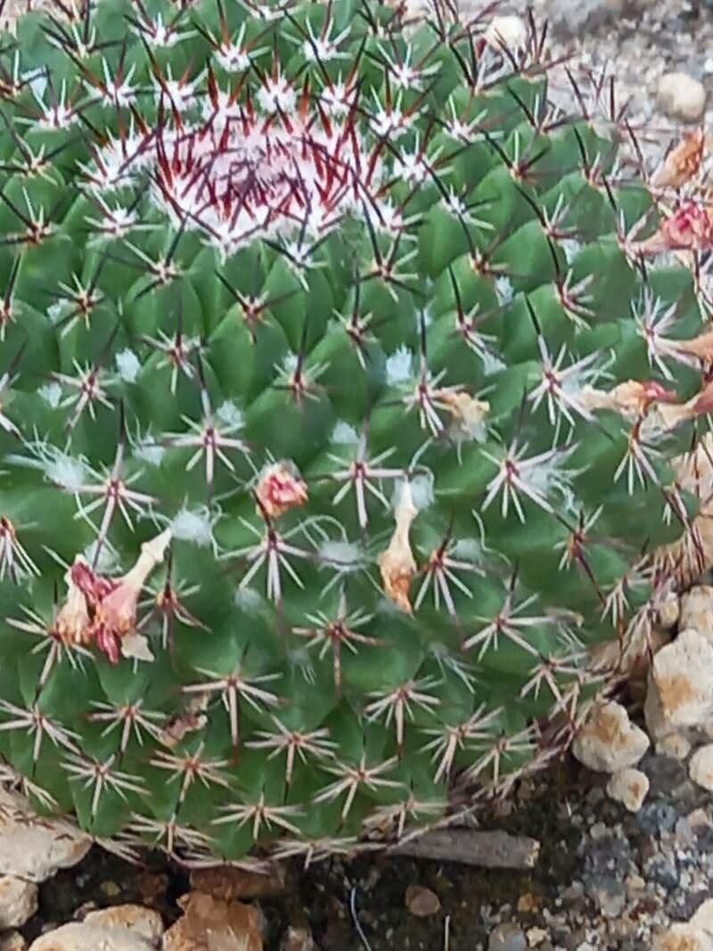 Mammillaria 11
