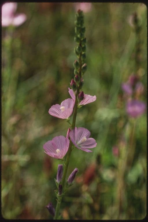 Sidalcea