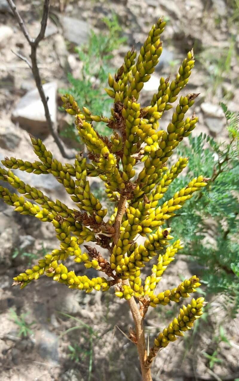 Deuterocohnia 4