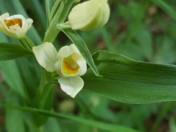 Cefalantera pallida 10