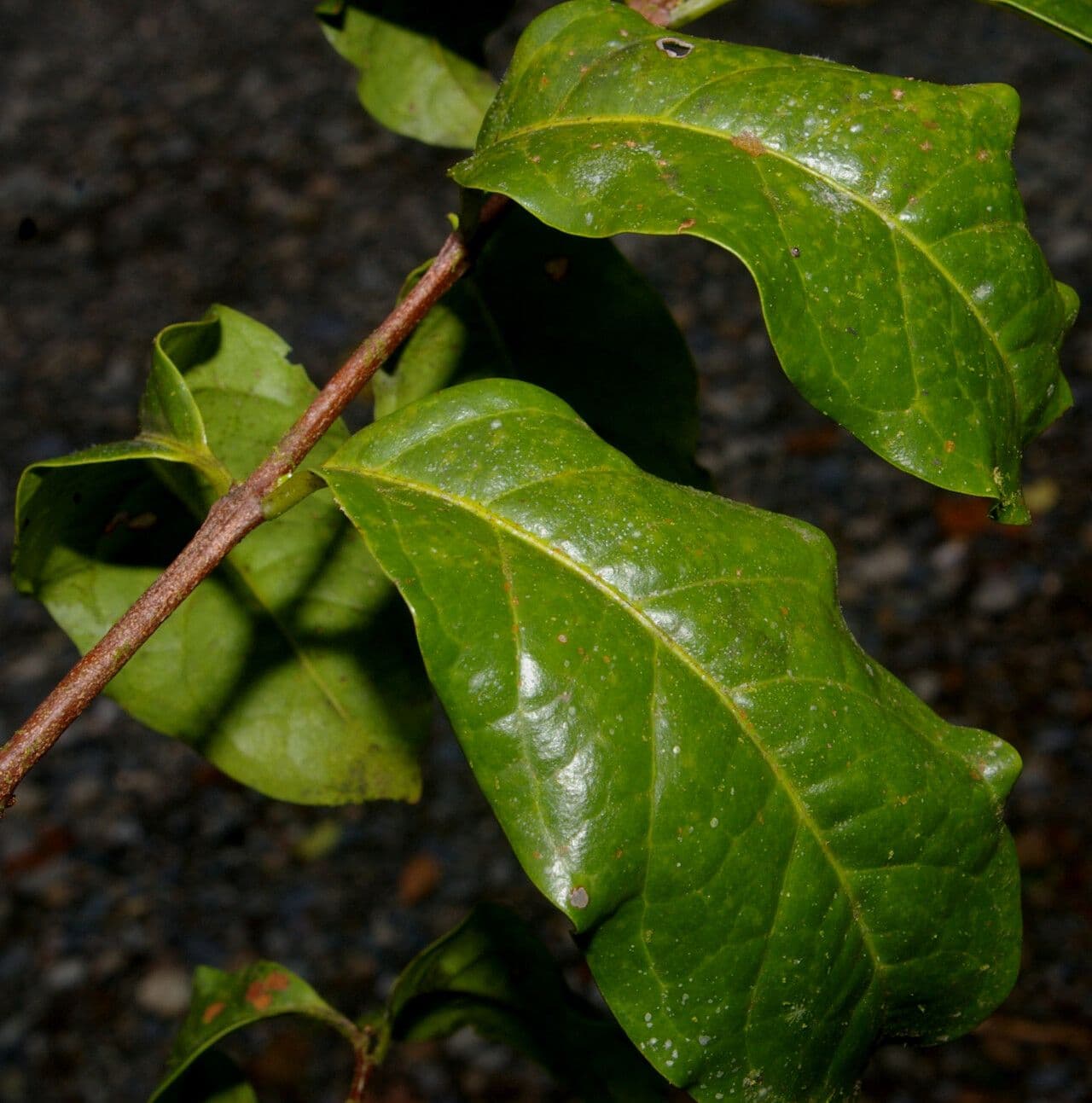 Zinowiewia 7
