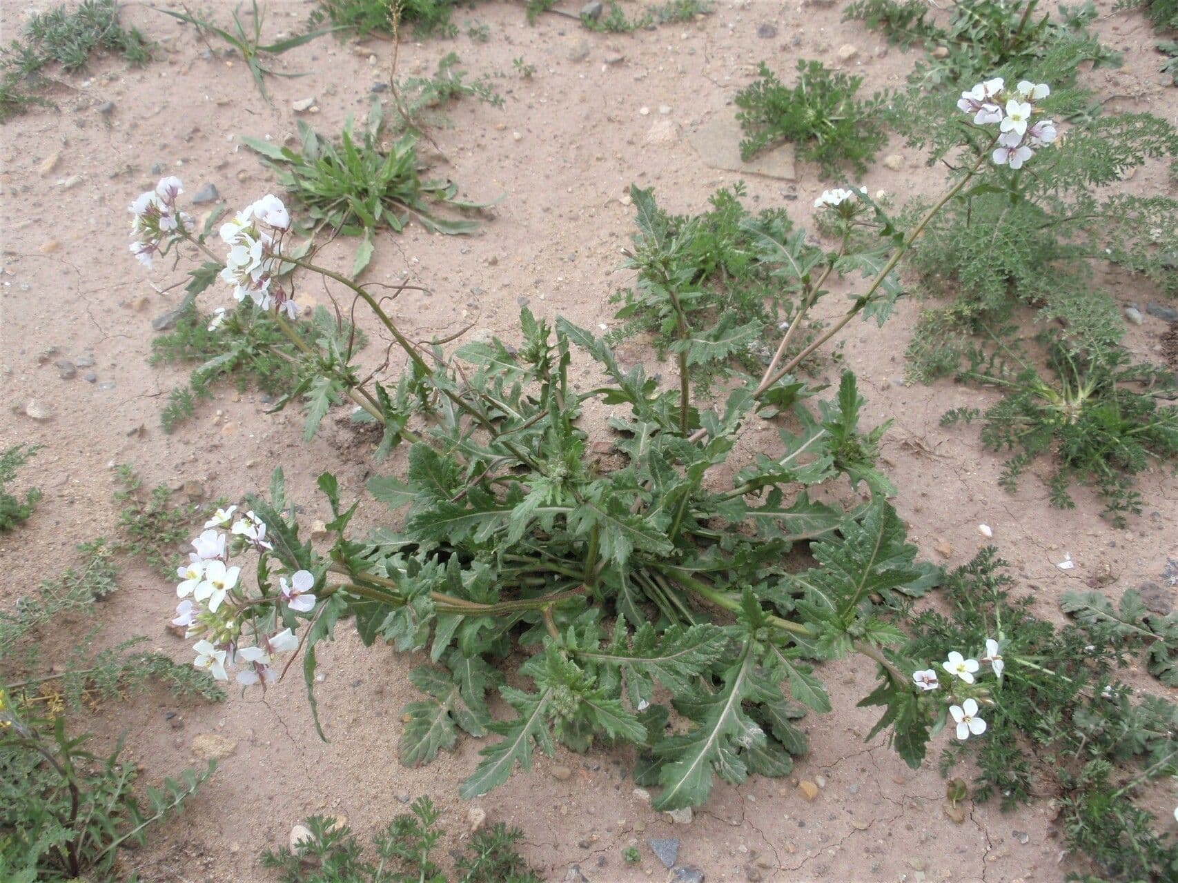 Rucola selvatica 12