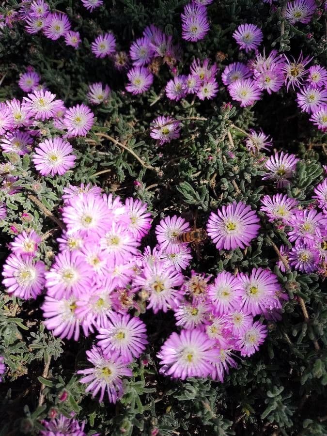 Drosanthemum fleuri