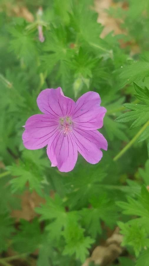 Géranium colombin 9
