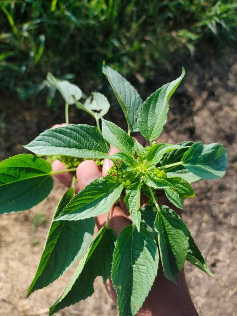 Acalypha 5