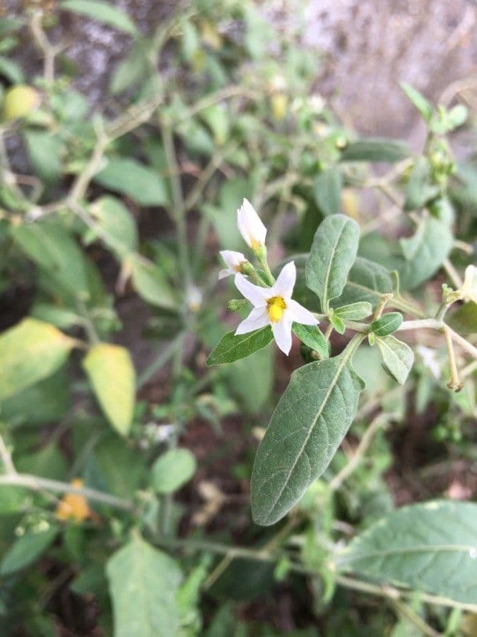 Solanum chenopodioides 16