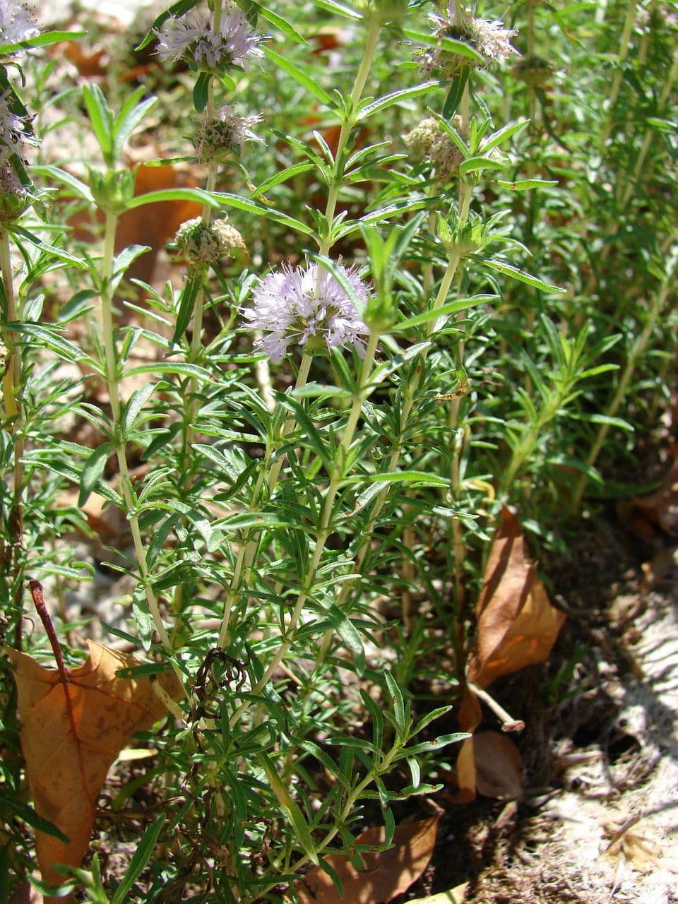 Menta cervina 9