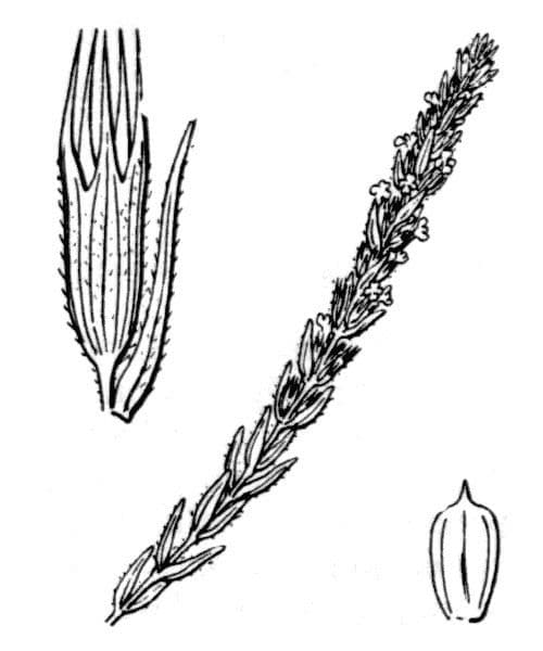 Savorella juliana 22