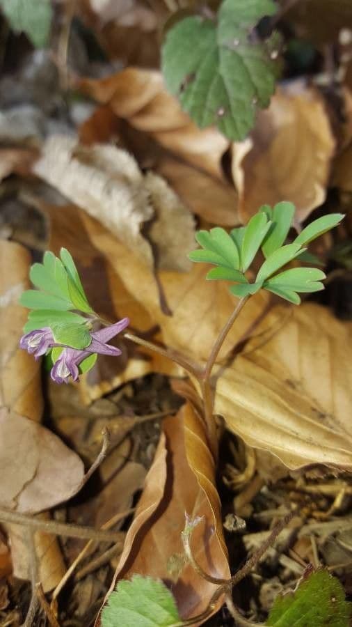 Colombina intermedia 9