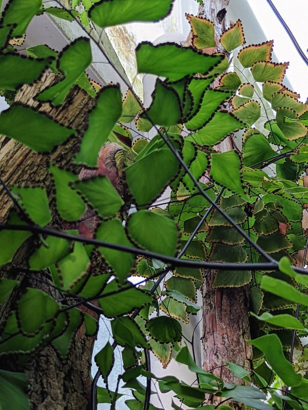 Adiantum 3