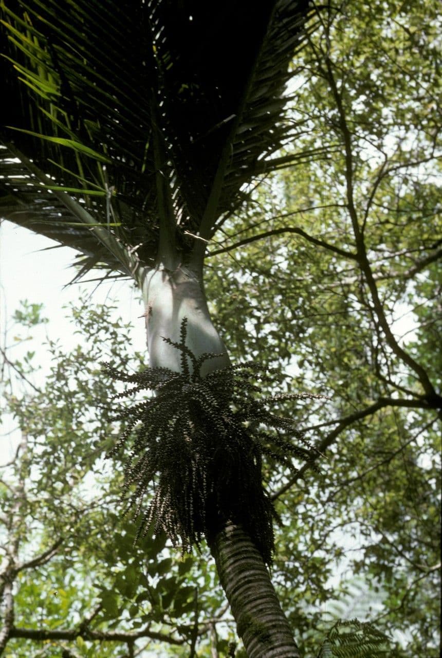 Palma Nikau