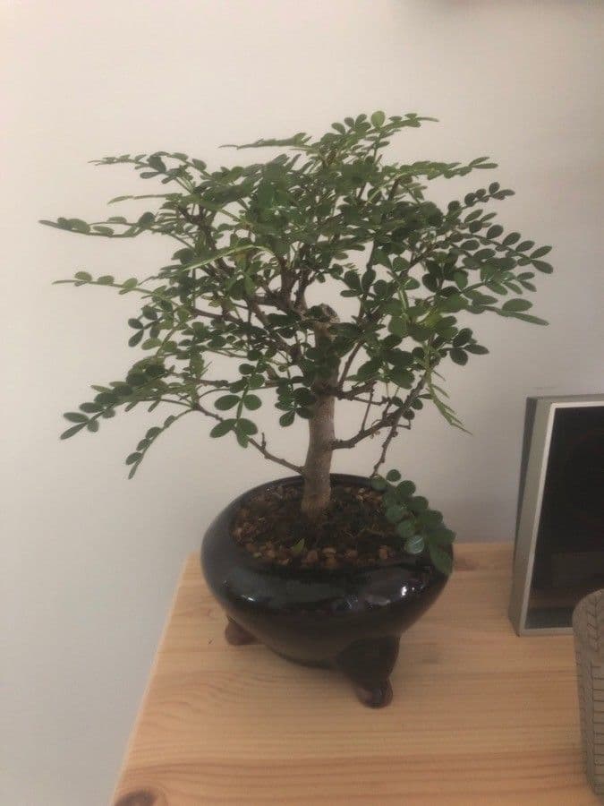 Zanthoxylum fagara 10