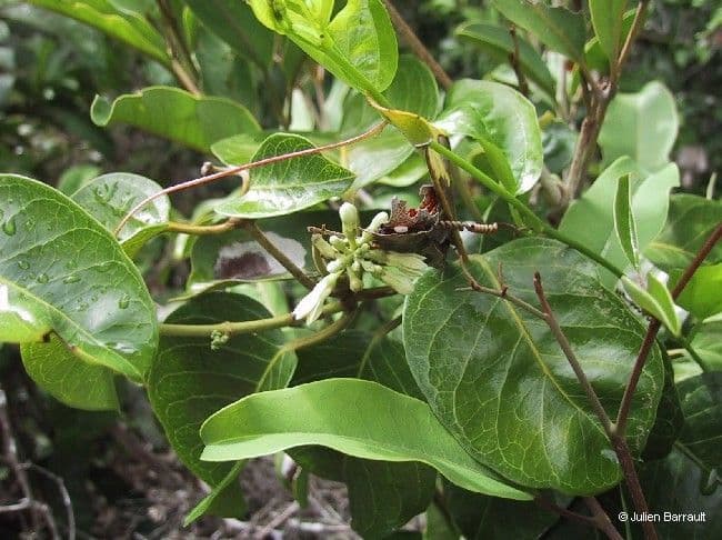 Parsonsia