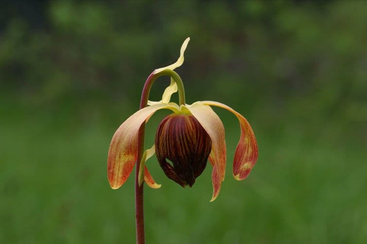 Darlingtonia californica 8