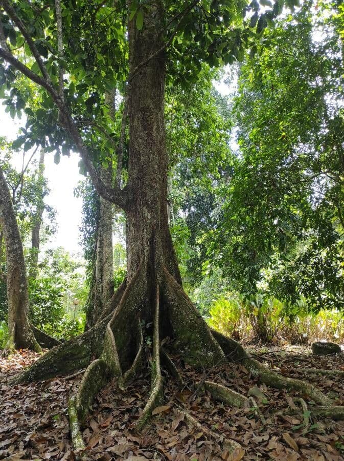 Pterocarpus 25