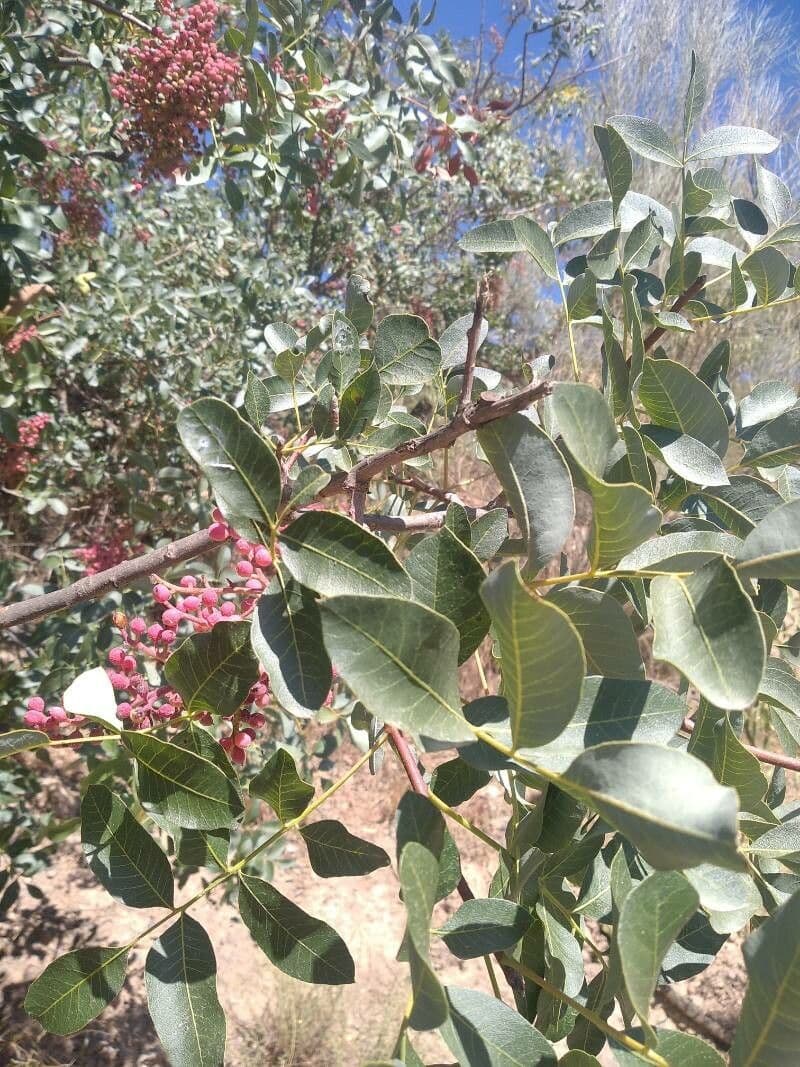 Pistacchio 19