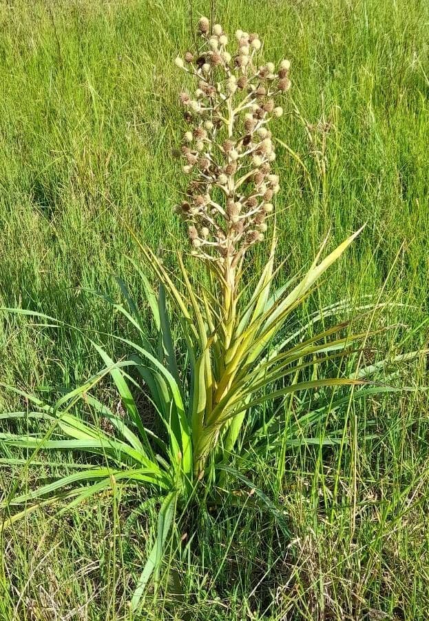 Panicaut paniculé 2