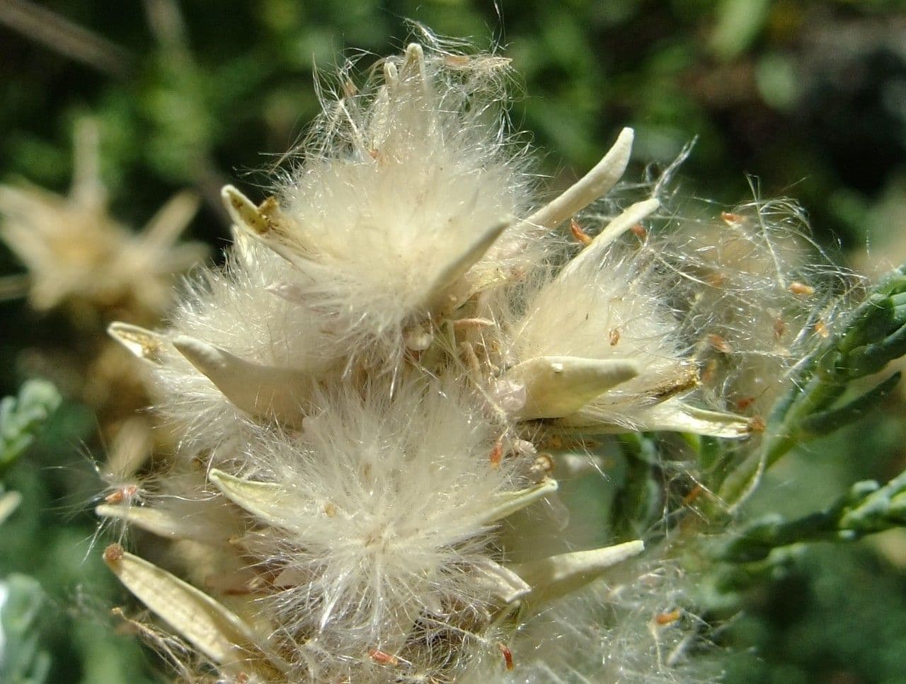 Miricaria germanica 5