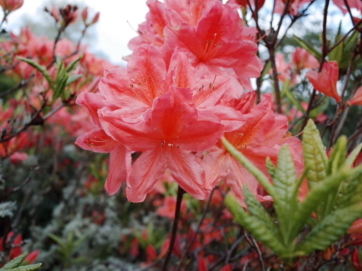Azalea cinese 6
