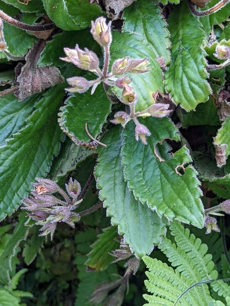 Haberlea 15