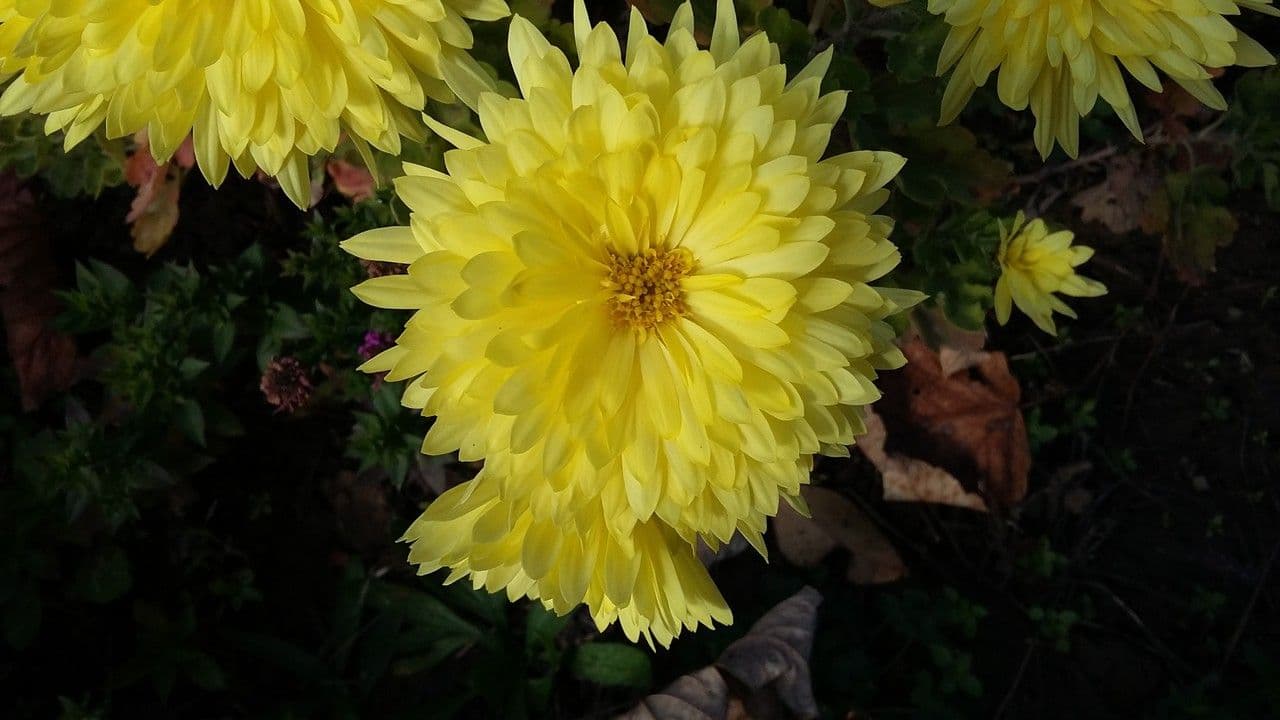 Callistephus chinensis 10