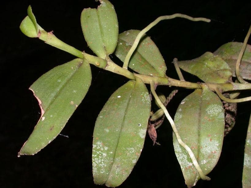 Orchidea 21
