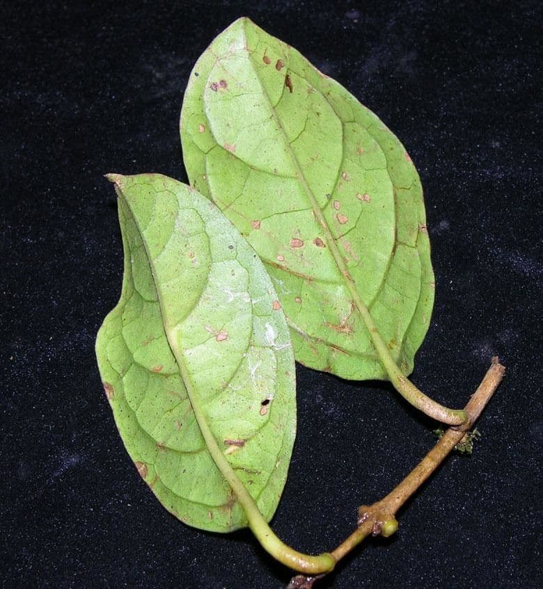 Aegiphila quararibea 10