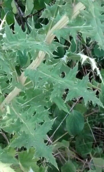 Great globe thistle 19