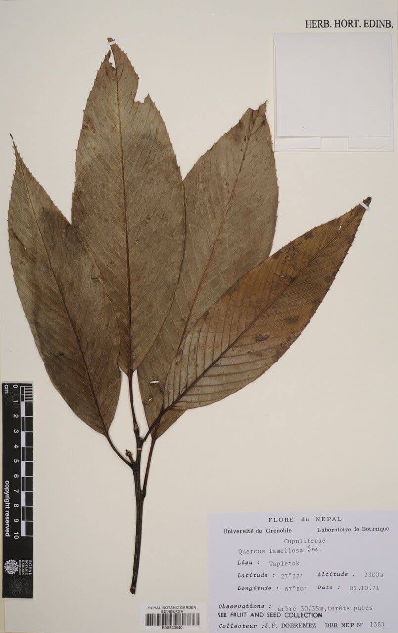 Quercia 5