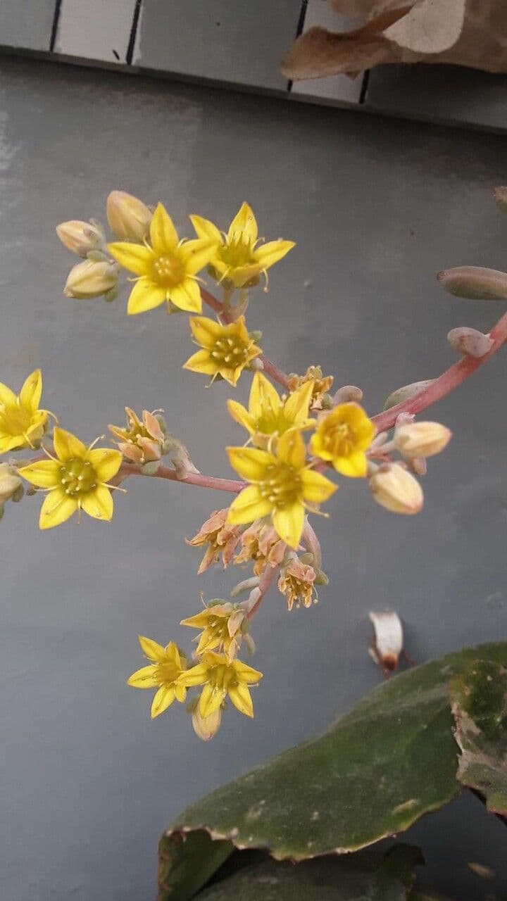 Borracina ottusa 7