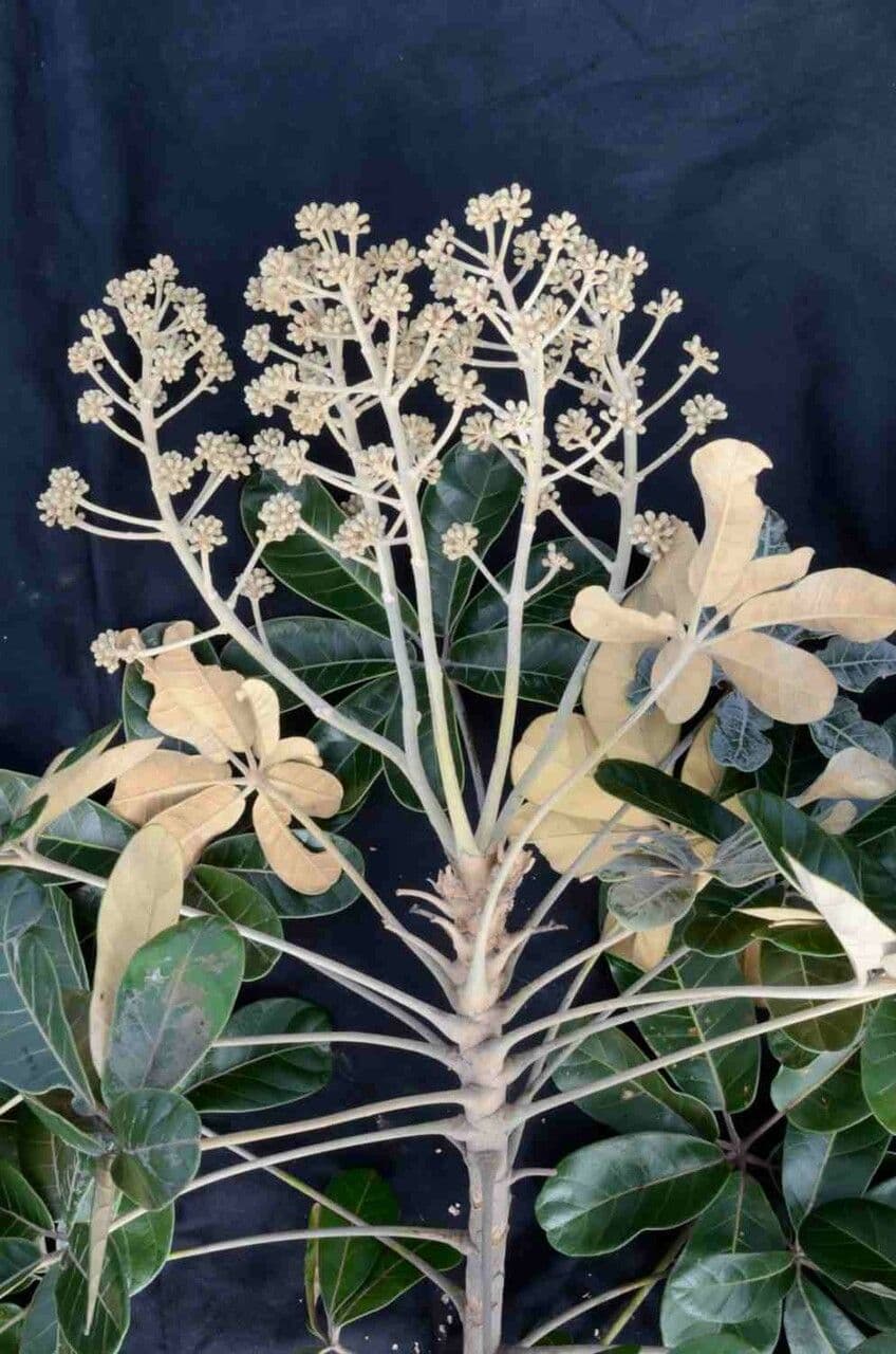 Didymopanax macrocarpus 8