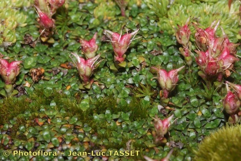 Sassifraga retusa