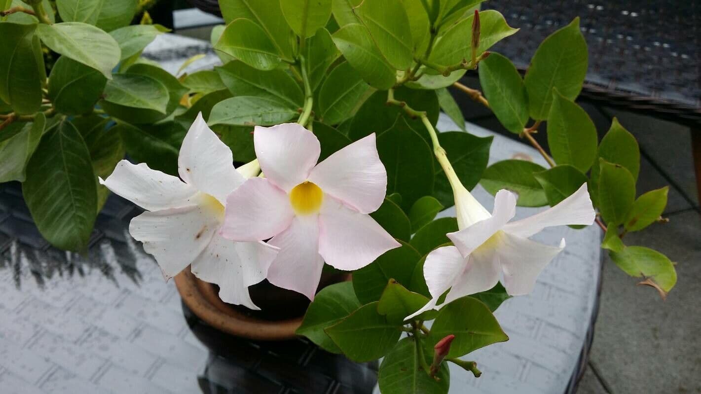 Mandevilla 6