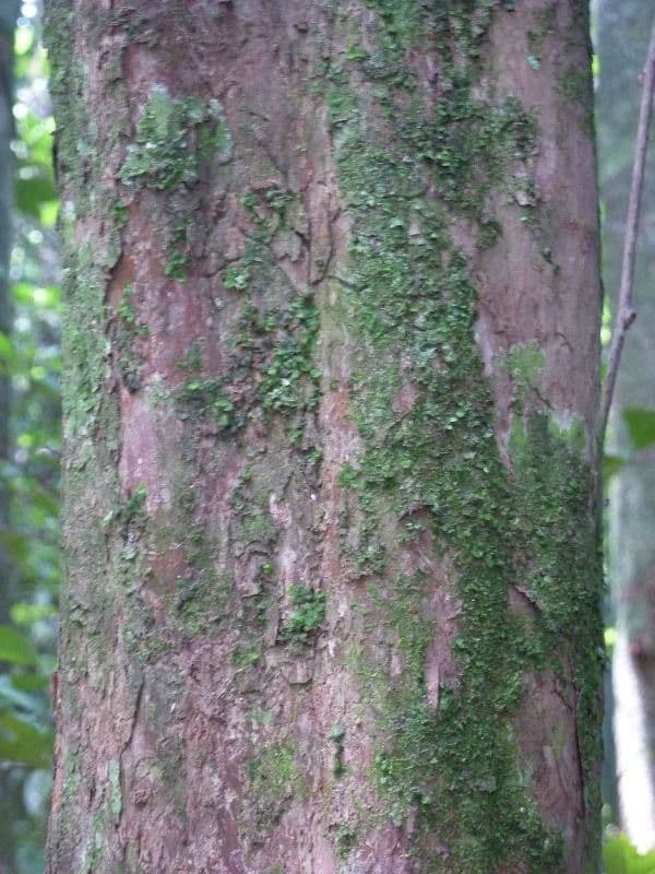 Pouteria 8