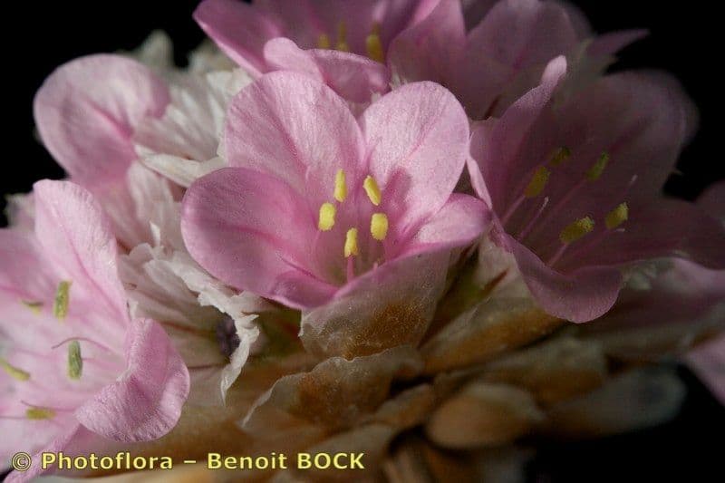 Armeria 3
