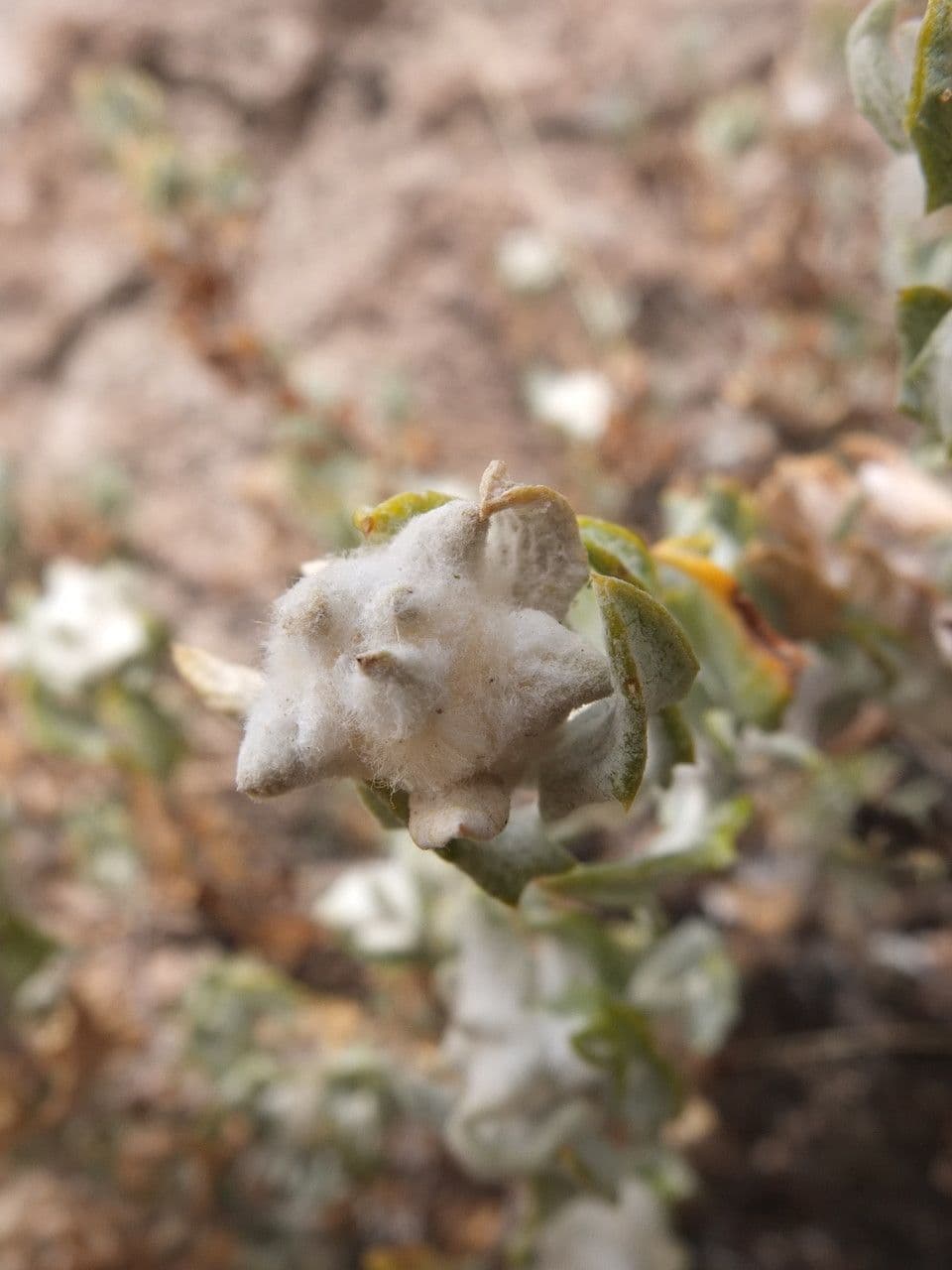 Chersodoma 10