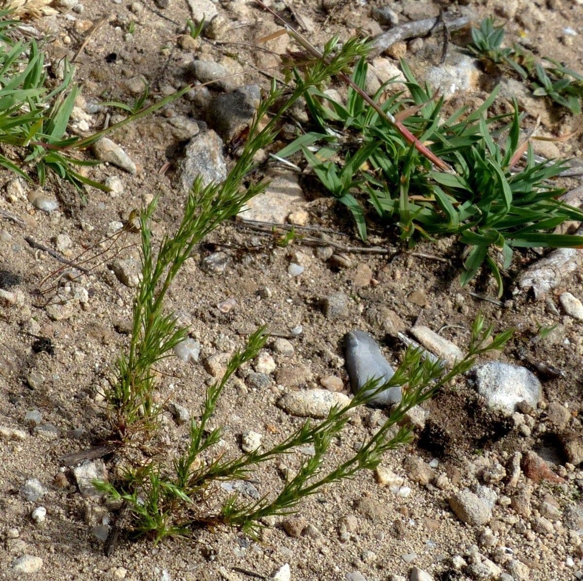 Minuartia mucronata 10