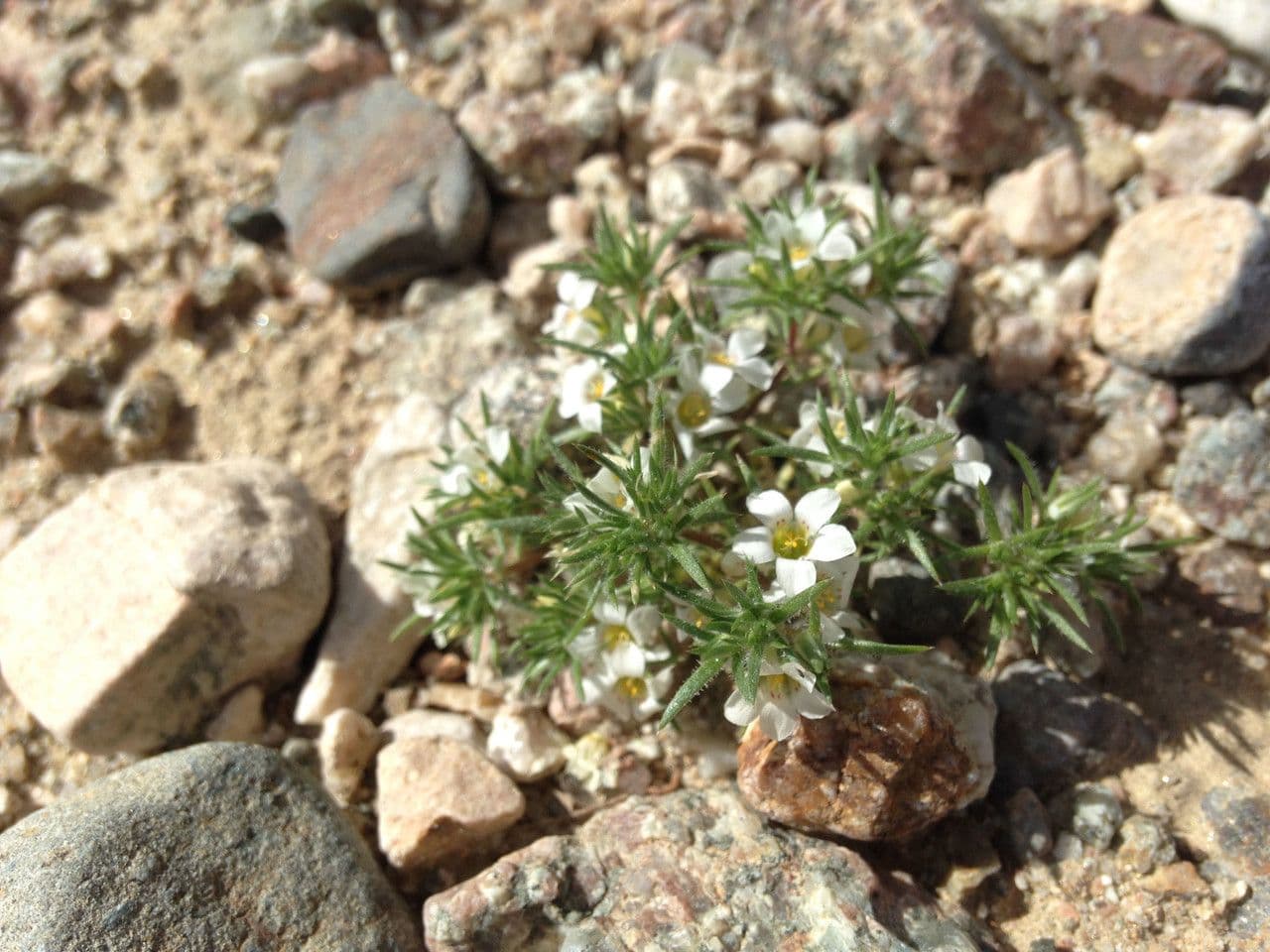 Linanthus basso 9