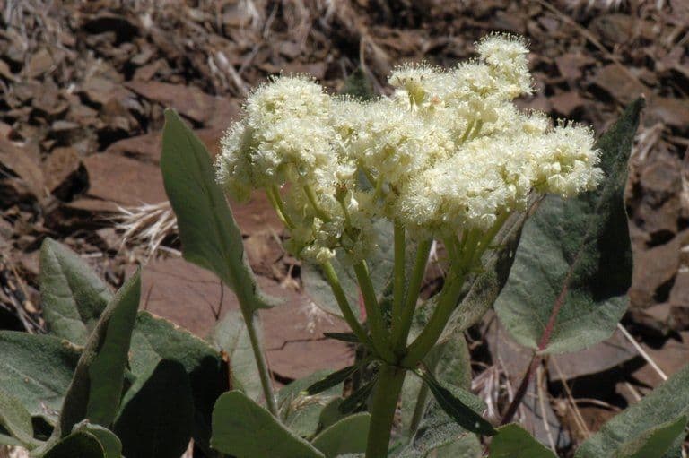 Eriogonum 10