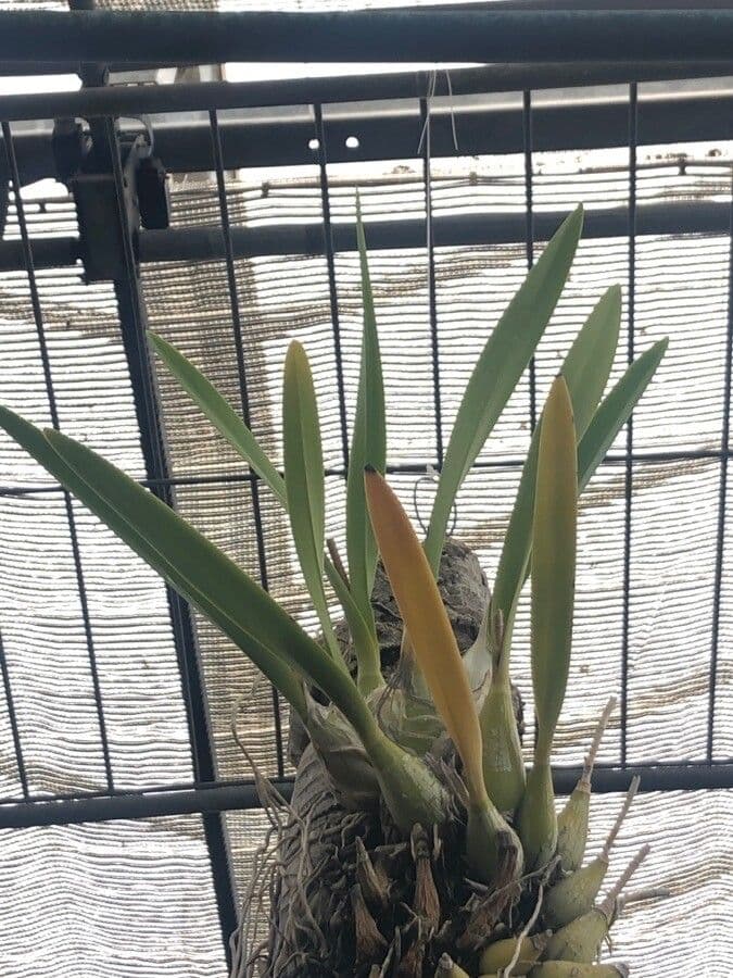 Encyclia