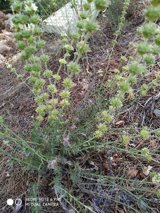Sideritis leucantha 13